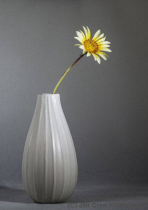 Daisy in Vase